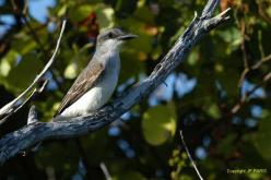 Gray Kingbird